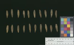 Click for 1 image(s) for this accession. SEED